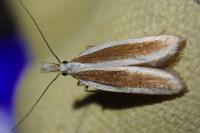 Dichomeris marginella