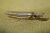 Pleurota aristella