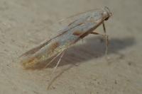 Caloptilia acerivorella