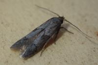 Blastobasis glandulella