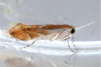 Phyllonorycter rebimbasi