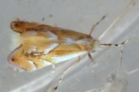 Phyllonorycter rebimbasi