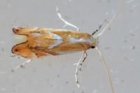 Phyllonorycter rebimbasi