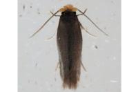 Stigmella