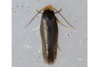 Stigmella