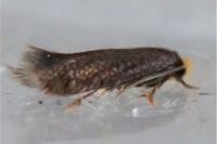 Stigmella