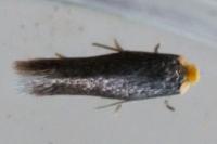 Stigmella