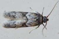 Blastobasis glandulella