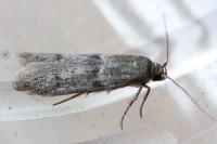 Blastobasis