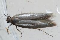 Scythris