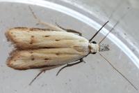 Mesophleps corsicella