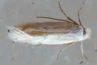 Bucculatrix