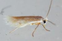 Bucculatrix