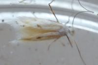 Bucculatrix