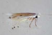 Bucculatrix