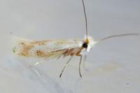 Bucculatrix