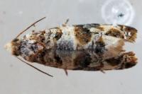 Lobesia botrana