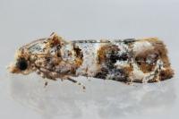 Lobesia botrana