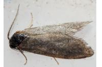 Penestoglossa dardoinella