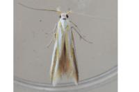 Coleophora