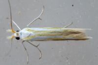 Coleophora