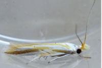 Coleophora