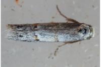 Symmocoides oxybiella