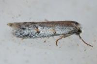 Symmocoides oxybiella