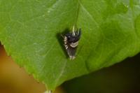 Grapholita compositella