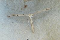 Emmelina monodactyla
