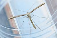 Emmelina monodactyla