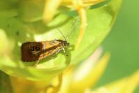 Olethreutes arcuella