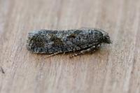Zeiraphera griseana