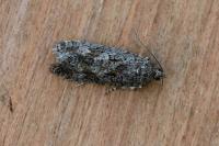 Zeiraphera griseana