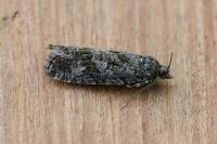 Zeiraphera griseana