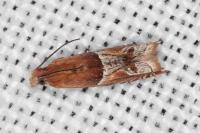 Ancylis comptana