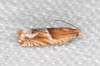 Ancylis comptana