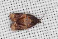 Ditula angustiorana