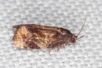 Ditula angustiorana