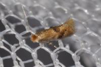 Bucculatrix ulmella