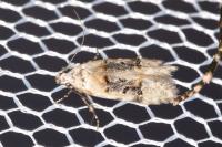 Altenia scriptella
