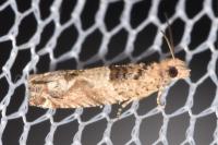 Crocidosema plebejana
