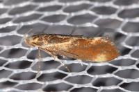 Metalampra