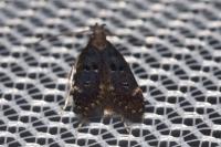 Dichomeris alacella