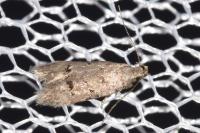 Teleiodes vulgella