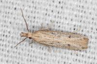 Holcopogon bubulcellus