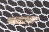 Caryocolum blandellum