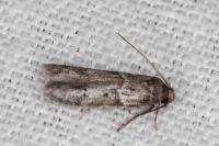 Blastobasis glandulella