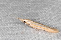 Coleophora