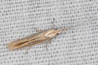 Coleophora